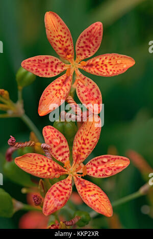 Lily blackberry (iris domestica). appelé leopard et leopard lily flower aussi. Synonyme : Belamcanda chinensis Banque D'Images