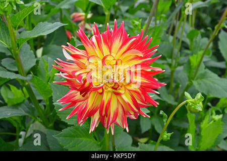 Close up of dahlia 'western spanish dancer' dans un jardin de fleurs Banque D'Images