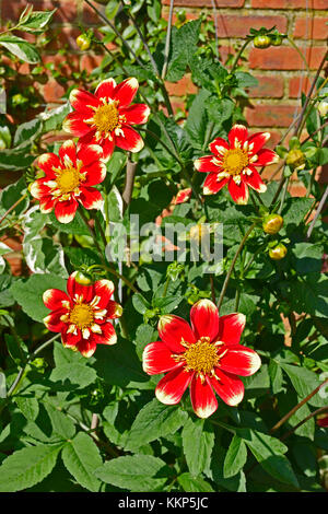 Dahlia fleurs collerette anum "Torch" dans un jardin border Banque D'Images