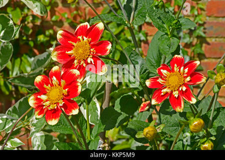 Dahlia fleurs collerette anum "Torch" dans un jardin border Banque D'Images