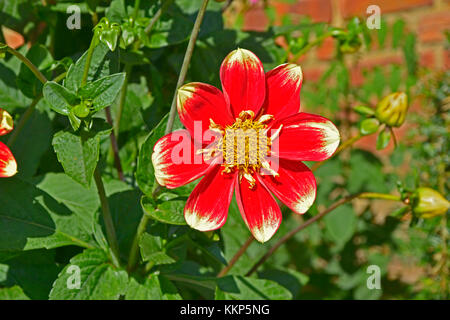 Dahlia fleurs collerette anum "Torch" dans un jardin border Banque D'Images