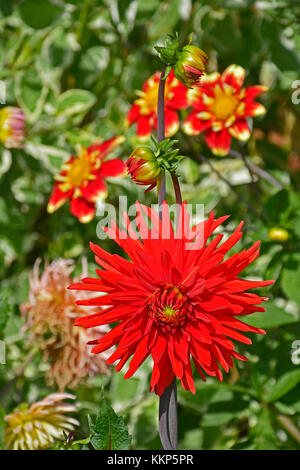 Dahlia cactus à fleurs 'berger' dans un jardin border Banque D'Images