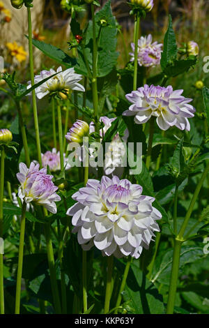 Dahlia fleurs 'bud flanigan ' dans un jardin border Banque D'Images