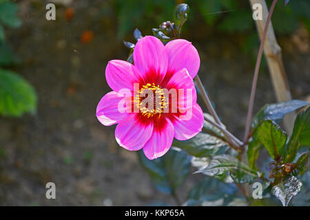 Dahlia nain à fleurs 'happy single wink' dans un jardin border Banque D'Images