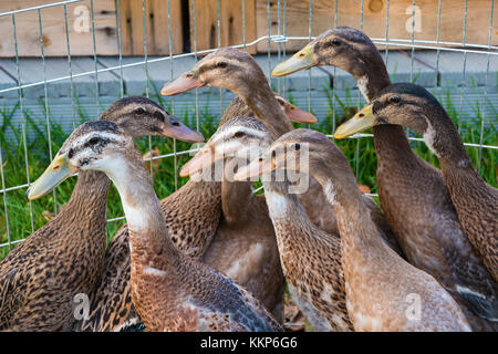 Troupeau de jeunes canards coureur indien dans l'air extérieur de plumes de canard Banque D'Images