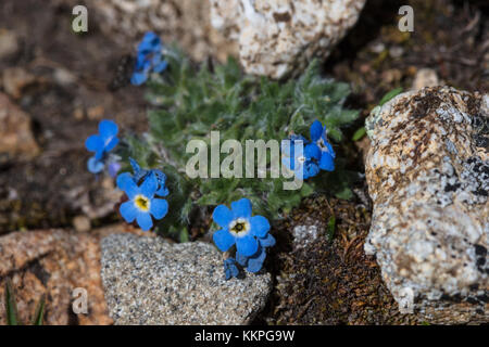 Arctic alpine forget-me-not les fleurs fleurissent au Yellowstone National Park le 15 juillet 2017 dans le Wyoming. (Photo de jacob w. Frank via planetpix) Banque D'Images