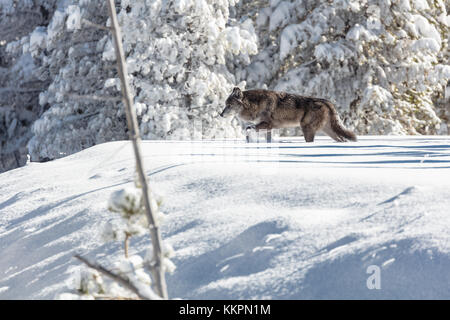 Un loup gris promenades dans la neige à la descente du parc national Yellowstone geyser basin en hiver 7 novembre 2017 dans le Wyoming. (Photo de jacob w. Frank via planetpix) Banque D'Images