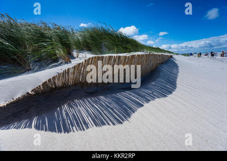 Baltic Beach avec l'ammophile dans la lumière du soleil Banque D'Images