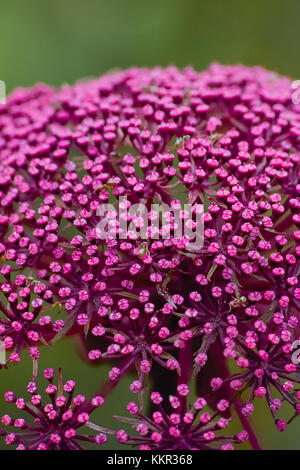 Bourgogne inflorescence avec fleurs violettes de coréen géant, Angelica Angelica gigas (Panais pourpre) Banque D'Images