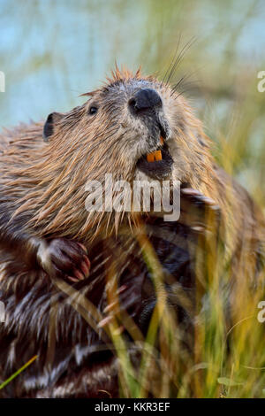 Un Castor Castor canadensis 'adultes', à l'éraflure sous son menton montrant ses dents avec une expression faciale humeurs près de son étang à castors le boardwalk Banque D'Images