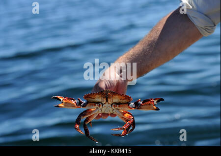 Un crabe rouge (Cancer productus) qui a lieu après avoir été pris dans un piège à crabe au large de la côte de l'île de Vancouver, Colombie-Britannique, Canada. Banque D'Images