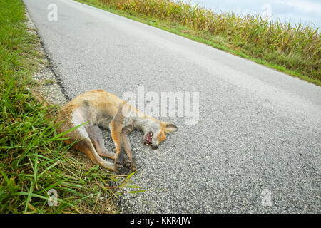 Fox morte gisant sur le sol à côté de la route. Banque D'Images