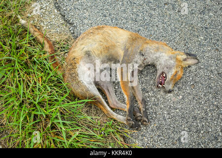 Fox morte gisant sur le sol à côté de la route. Banque D'Images