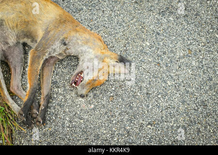 Fox morte gisant sur le sol à côté de la route. Banque D'Images