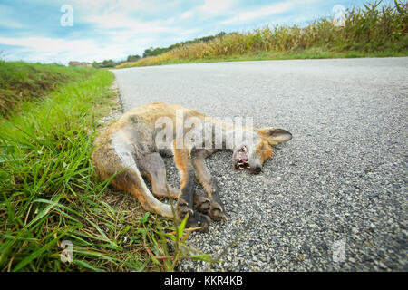 Fox morte gisant sur le sol à côté de la route. Banque D'Images