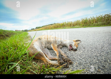 Fox morte gisant sur le sol à côté de la route. Banque D'Images