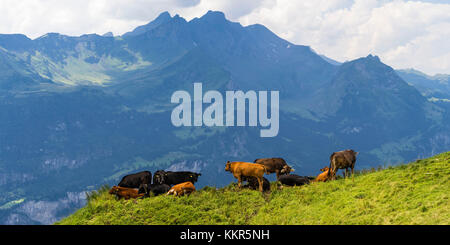 Troupeau de vaches dans une prairie alpine Banque D'Images