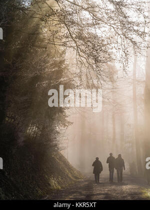 Forêt d'automne brumeux sur l'Uetliberg près de Zurich Banque D'Images