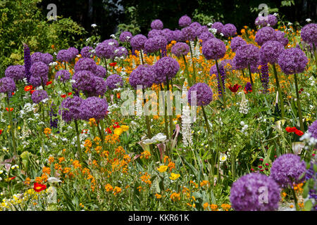 Parterre avec étoile de Perse, Allium cristophii, île de Mainau, Baden-Wurttemberg, Germany, Europe Banque D'Images