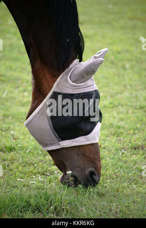 Un cheval avec masque de protection contre les mouches sur un pâturage pâturage et mange de l'herbe. Banque D'Images