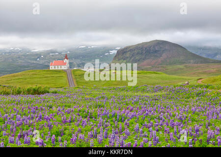 La floraison des lupins sauvages à Hellissandur,Snaefellsness Iceland Banque D'Images