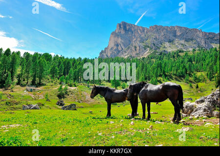 Les chevaux au Passo Giau Hut, San Vito di Cadore et Cortina d'Ampezzo vallée, Cols Alpins, province de Belluno, Vénétie, Italie Banque D'Images