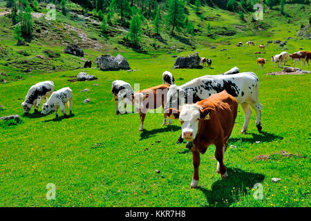 Vaches dans Passo Giau Hut, San Vito di Cadore et Cortina d'Ampezzo vallée, Cols Alpins, province de Belluno, Vénétie, Italie Banque D'Images