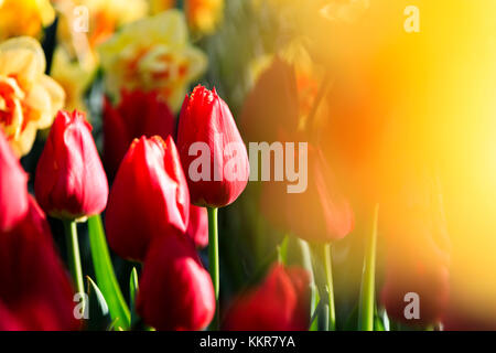 Close up de tulipes rouges et jaunes en fleurs à keukenhof jardin botanique de Shanghai South Holland aux Pays-Bas l'Europe Banque D'Images