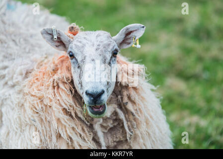 Un pâturage de moutons sur la colline. , L'Irlande du Nord, le comté d'Antrim, Bushmills, Royaume-Uni. Banque D'Images