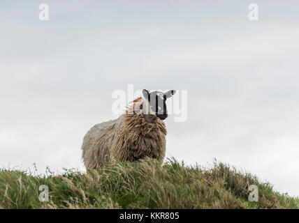 Un pâturage de moutons sur la colline. , L'Irlande du Nord, le comté d'Antrim, Bushmills, Royaume-Uni. Banque D'Images