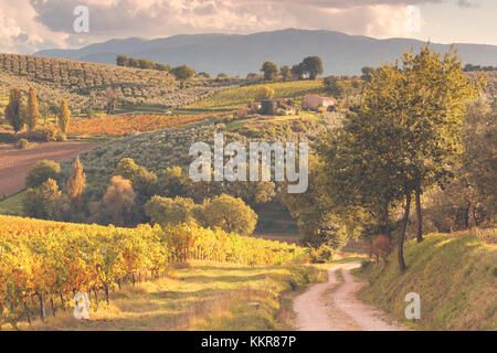 L'Europe, l'Italie, l'Ombrie, Pérouse, district de Montefalco. Vignes en automne Banque D'Images