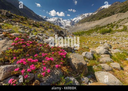 Rhododendrons en fleurs fleurs, glacier morteratsch, groupe de la Bernina, vallée de morteratsch, Engadine, Suisse, Europe Banque D'Images