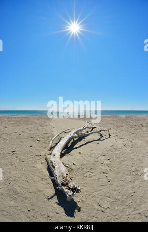 Driftwood sur sable et soleil, saintes-Maries-de-la-mer, camargue, mer méditerranée, Provence alpes cote d azur, Bouches du Rhône, France Banque D'Images