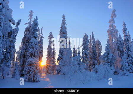 Arbres couverts de neige en hiver, Rönni, Kuusamo, Nordoesterbotten, Pohjois Pohjanmaa, Finlande, Suomi Banque D'Images