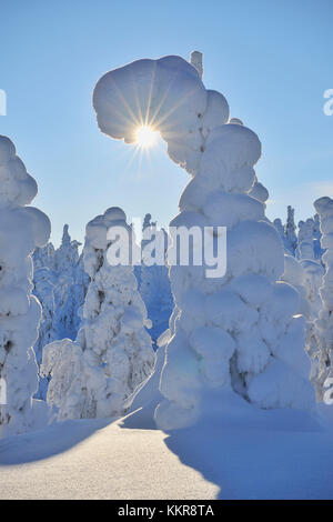 Arbres couverts de neige avec le soleil, hiver, Kuusamo, ruka, Kuusamo, Finlande, suomi, nordoesterbotten Banque D'Images