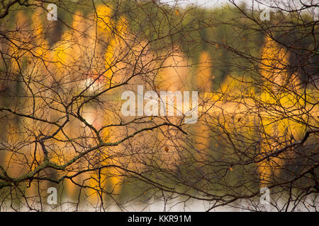 Dans l'avant-plan des branches sans feuilles, forêt en automne couleurs reflétée sur la surface du lac en arrière-plan Banque D'Images