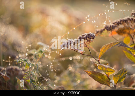 Frozen plant branches sur beau bokeh background Banque D'Images