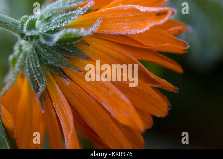 Les pétales de fleurs de souci, orange sur fond sombre Banque D'Images