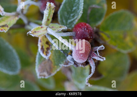 Close-up of hoarfrost couvert d'un bouton de rose Banque D'Images