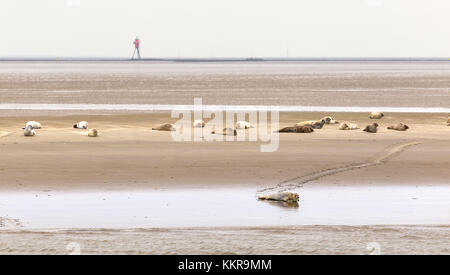 Les phoques communs sur le banc de robbenplate aussenweser allemand dans le Banque D'Images