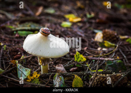 Escargot sur un champignon dans la forêt Banque D'Images