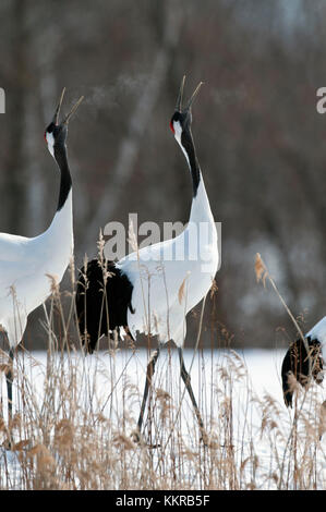 La grue, grue à couronne rouge, chantant l'amour en couple saison (Grus japonensis), Japon Banque D'Images