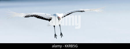 La grue, grue à couronne rouge (Grus japonensis), voler, Japon Banque D'Images