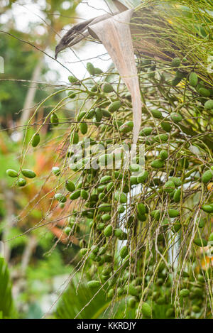 Saint Kitts et Nevis, St Kitts, molineux., les noix de palme Banque D'Images