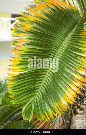 Saint Kitts et Nevis, St Kitts, molineux., palm tree Banque D'Images