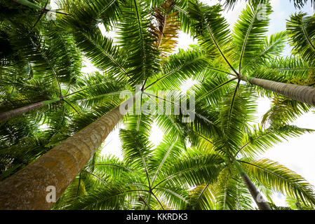 Saint Kitts et Nevis, St Kitts, molineux., palm tree Banque D'Images