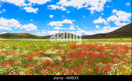 La floraison des coquelicots dans les champs de lentilles de Santo Stefano di sessanio, Abruzzo, Italie. Banque D'Images