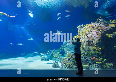 Kastrup, Copenhague, Hillerod, Danemark. Aquarium national ou planète bleue (Den Blaa Planet). Banque D'Images