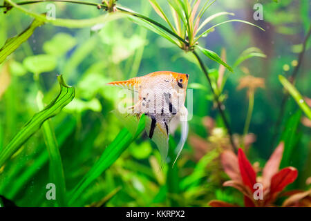 Un beau vert planté d'eau douce tropicaux d'aquarium avec des poissons Pterophyllum scalare Banque D'Images