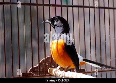 Des oiseaux de chasse ou en Asie est appelé un murai batu Banque D'Images